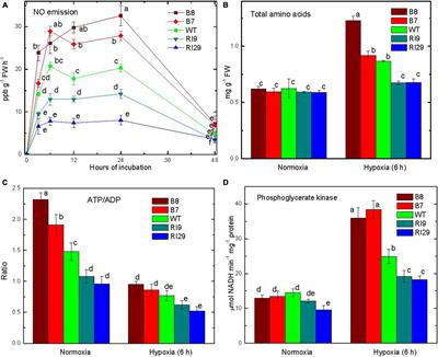 Nitric Oxide Turnover Under Hypoxia Results in the Rapid Increased Expression of the Plastid-Localized Phosphorylated Pathway of Serine Biosynthesis